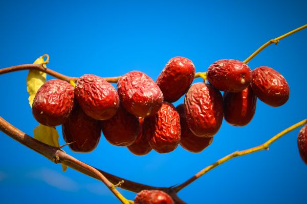 fe806b1887db65a2a6b756375758f0db