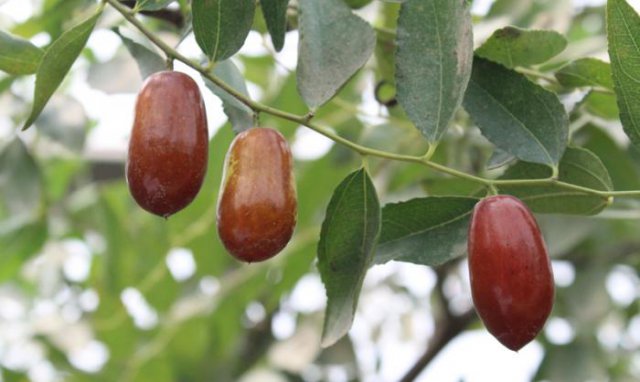 14TI4530R2Z-20N33_lit